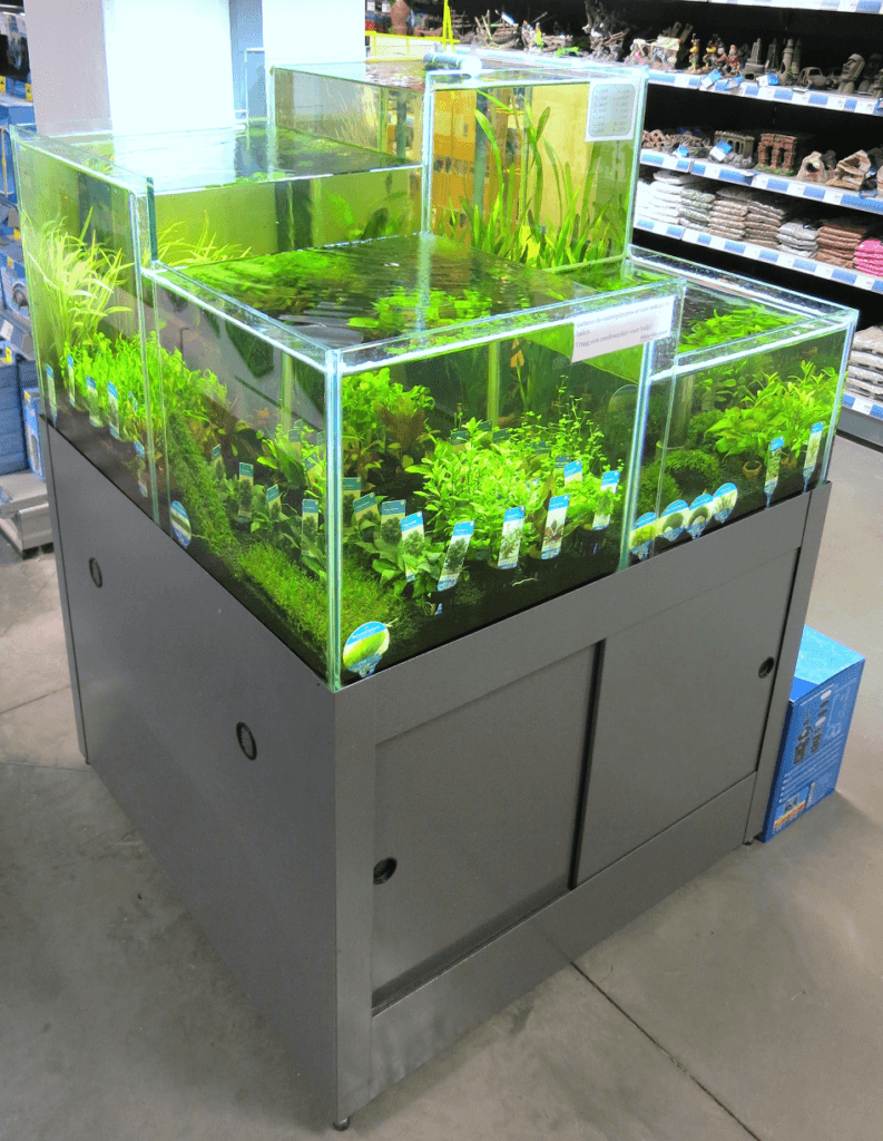 Planten aquarium