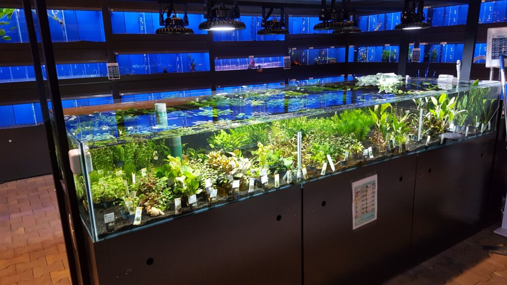 Planten verkoop aquarium