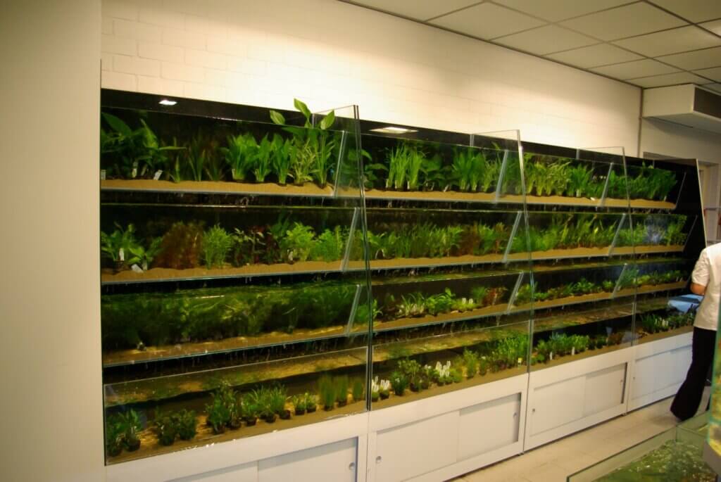 Planten stelling